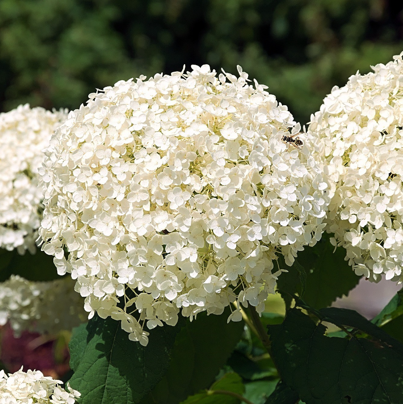 Hortensie