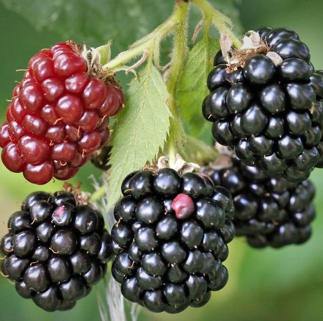 Brombeere