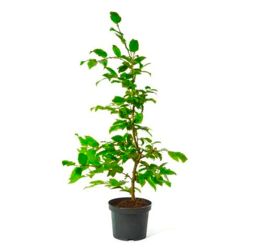 Hainbuche