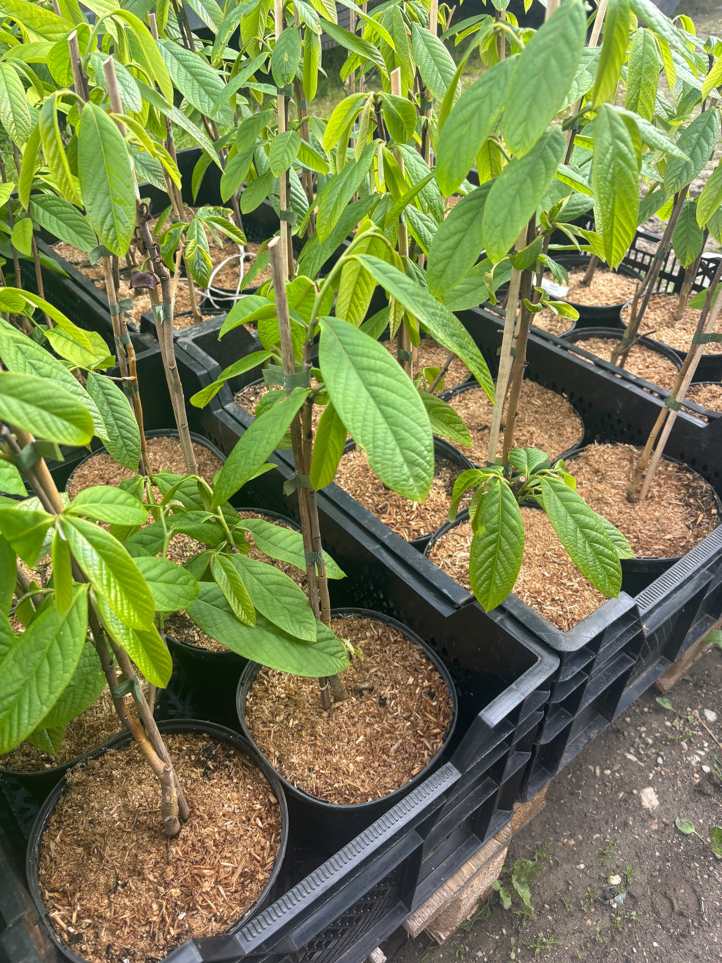 Indianerbanane - Paw Paw - Asimina triloba