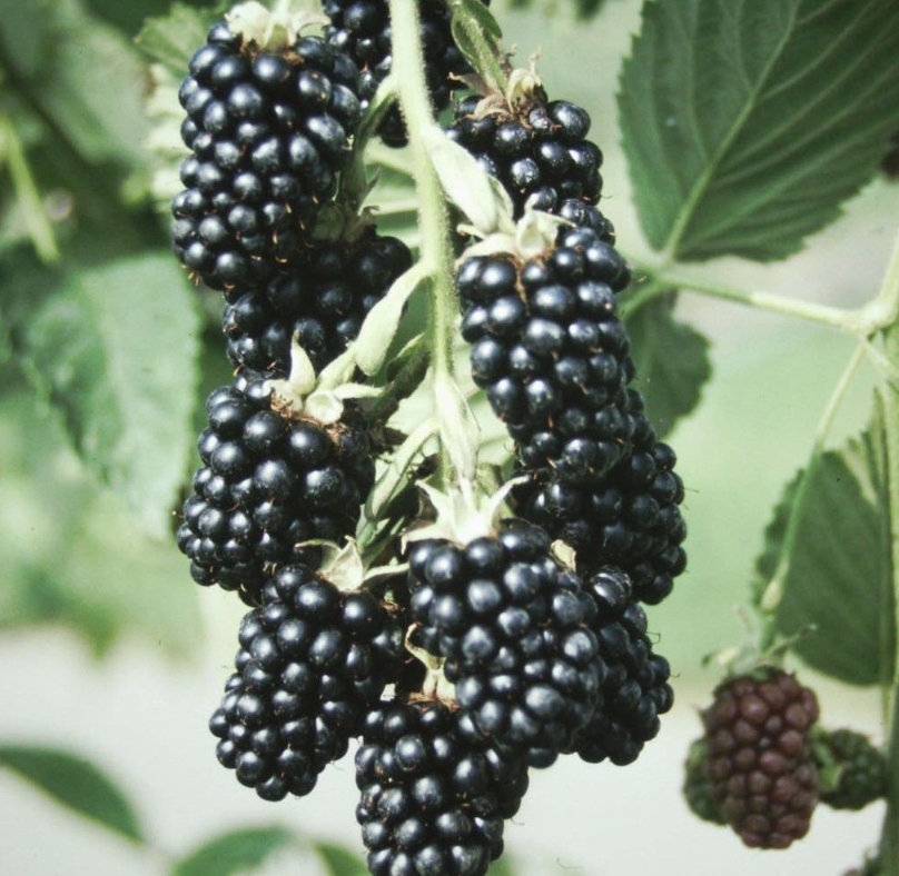 Brombeere