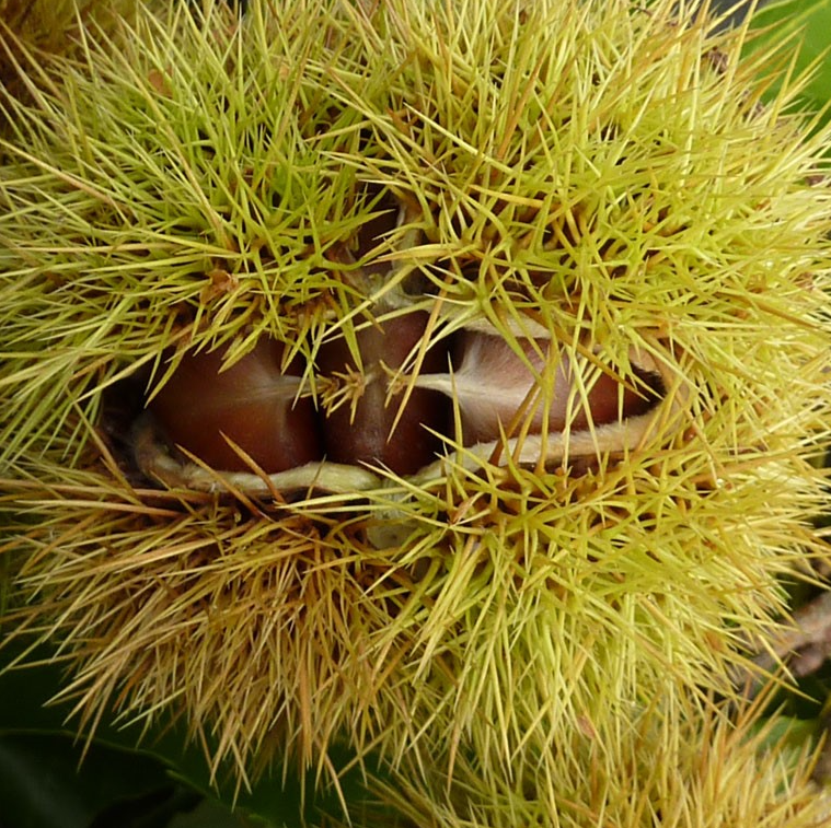 Esskastanie - Marone