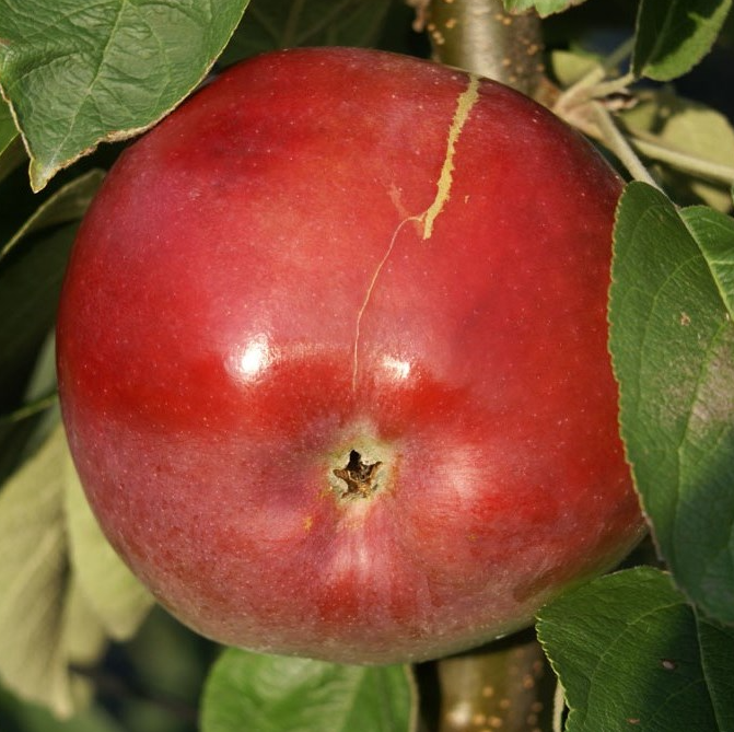 Säulenapfel