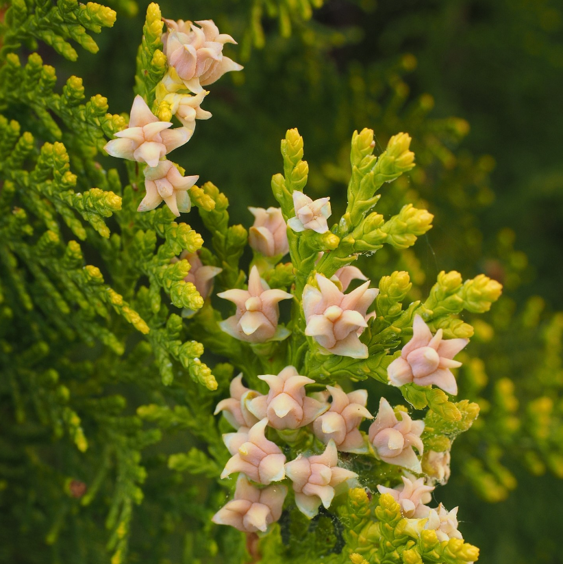 Lebensbaum Thuja Brabant