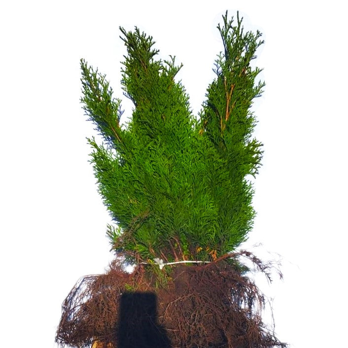 Lebensbaum Thuja Smaragd