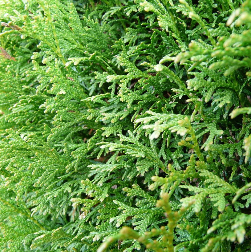 Lebensbaum Thuja Smaragd