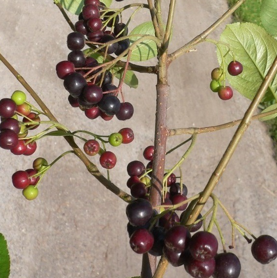 Apfelbeere - Aronia