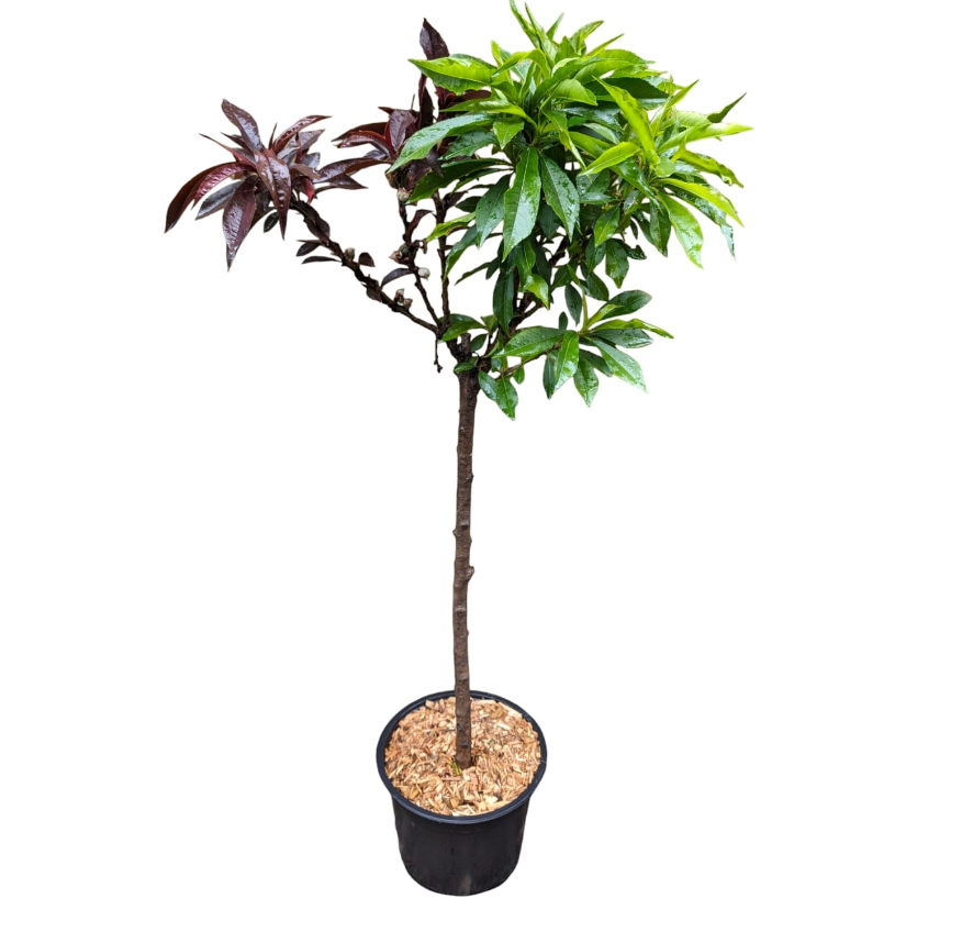 Zwergbaum Duo (roter Pfirsich/Nektarine)