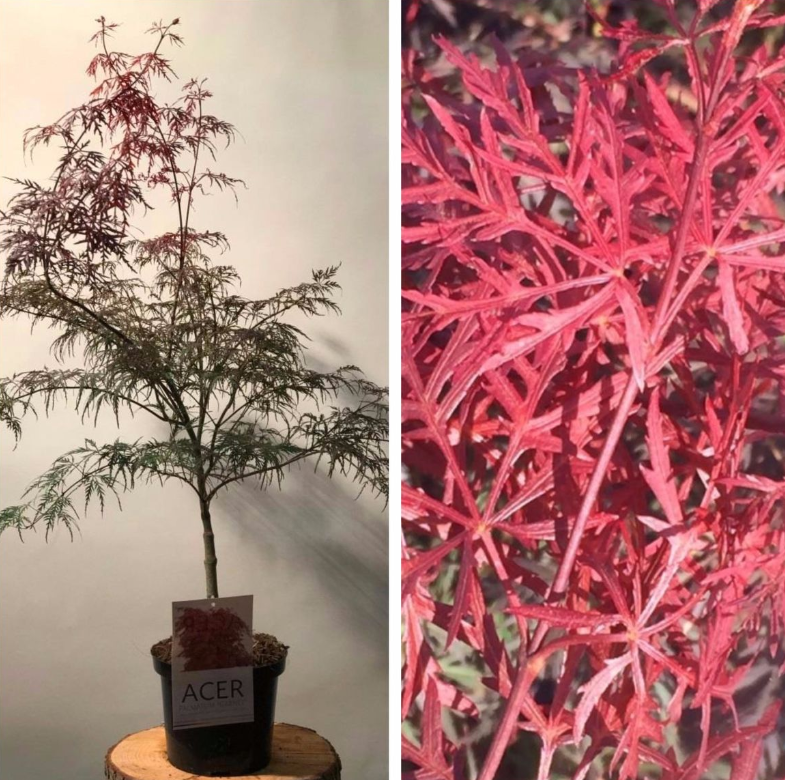 Japanischer Ahorn