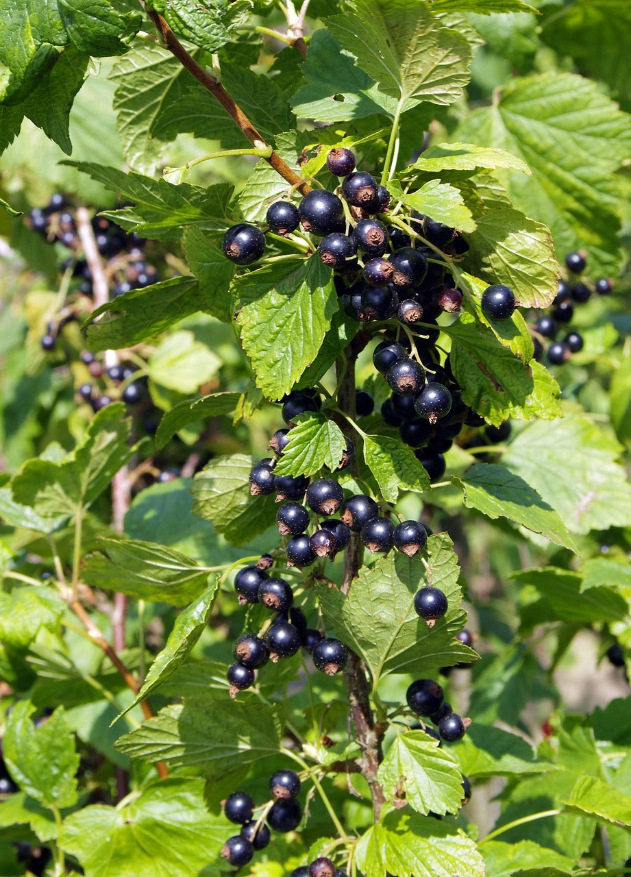 Johannisbeere
