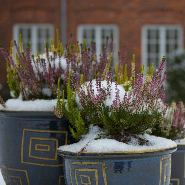 Sommerheide - Besenheide