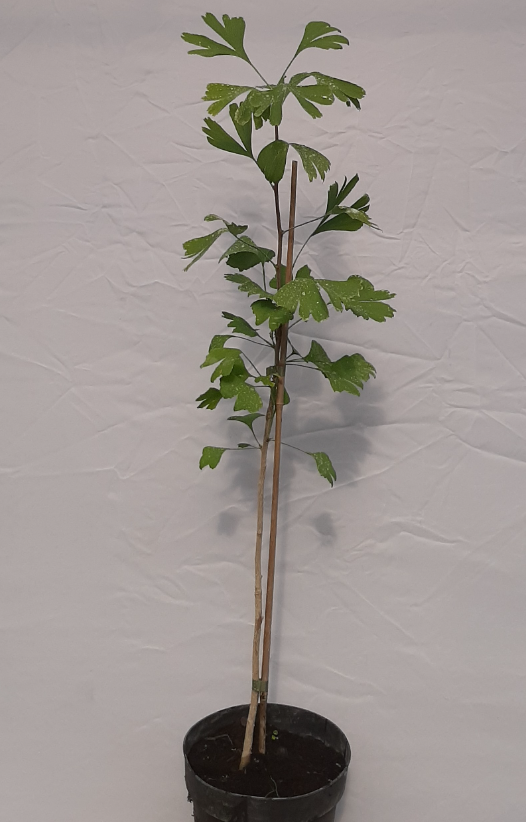 Ginkgo biloba