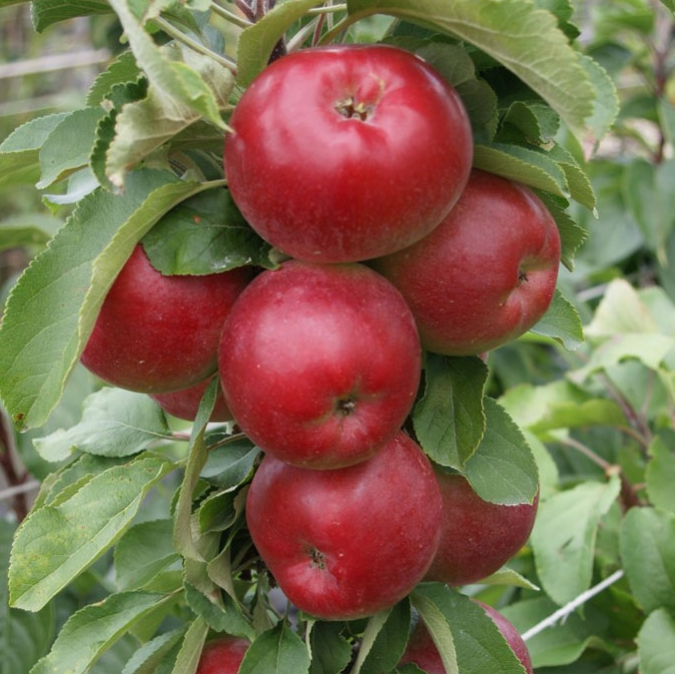 Säulenapfel
