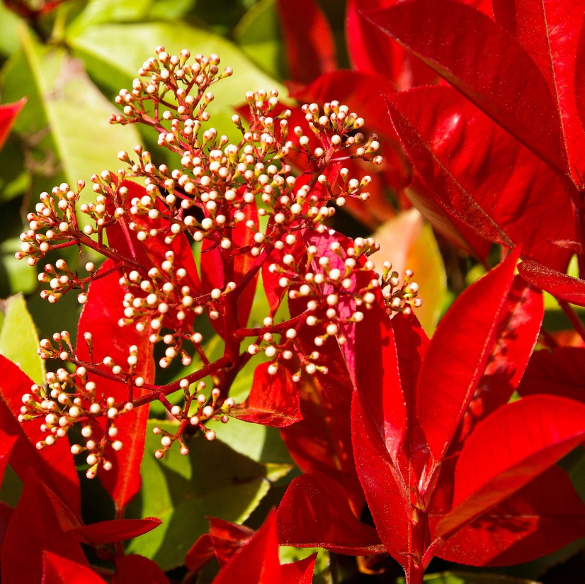 Glanzmispel - Photinia
