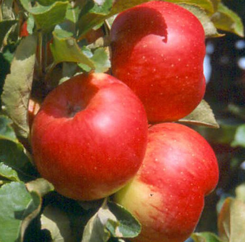 Säulenapfel