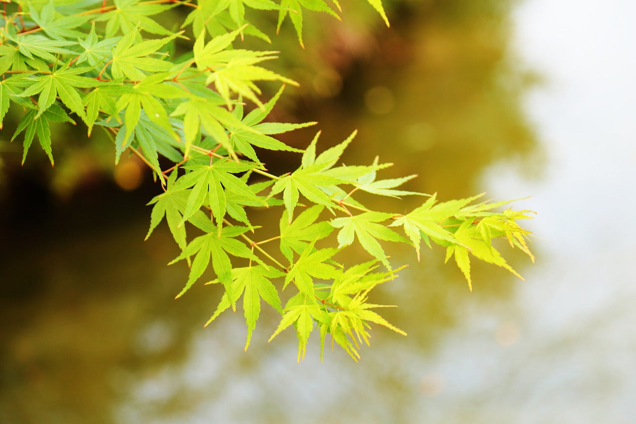 Japanischer Ahorn