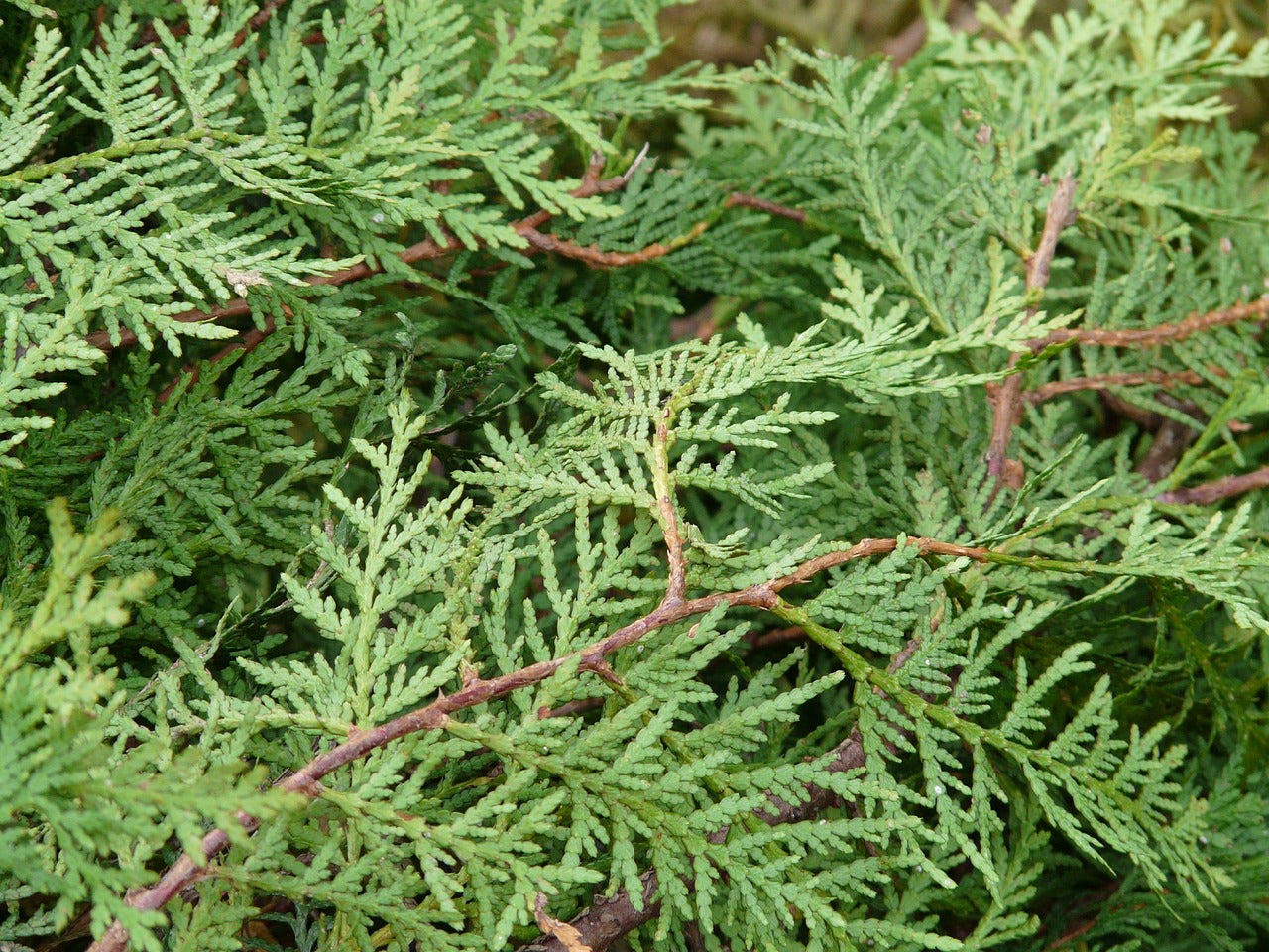 Lebensbaum Thuja Brabant
