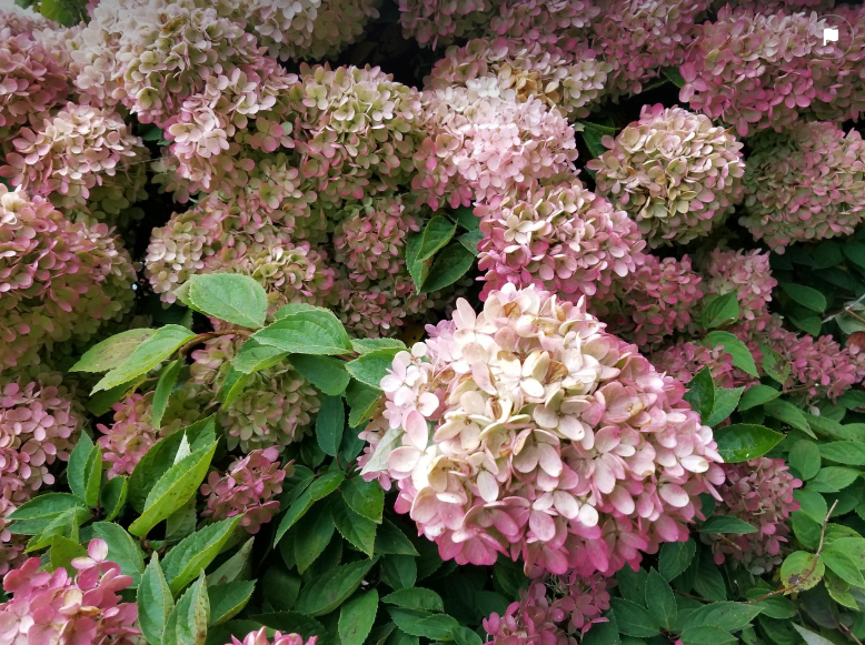 Hortensie