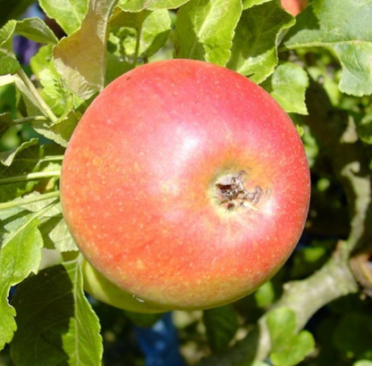 Apfelbaum