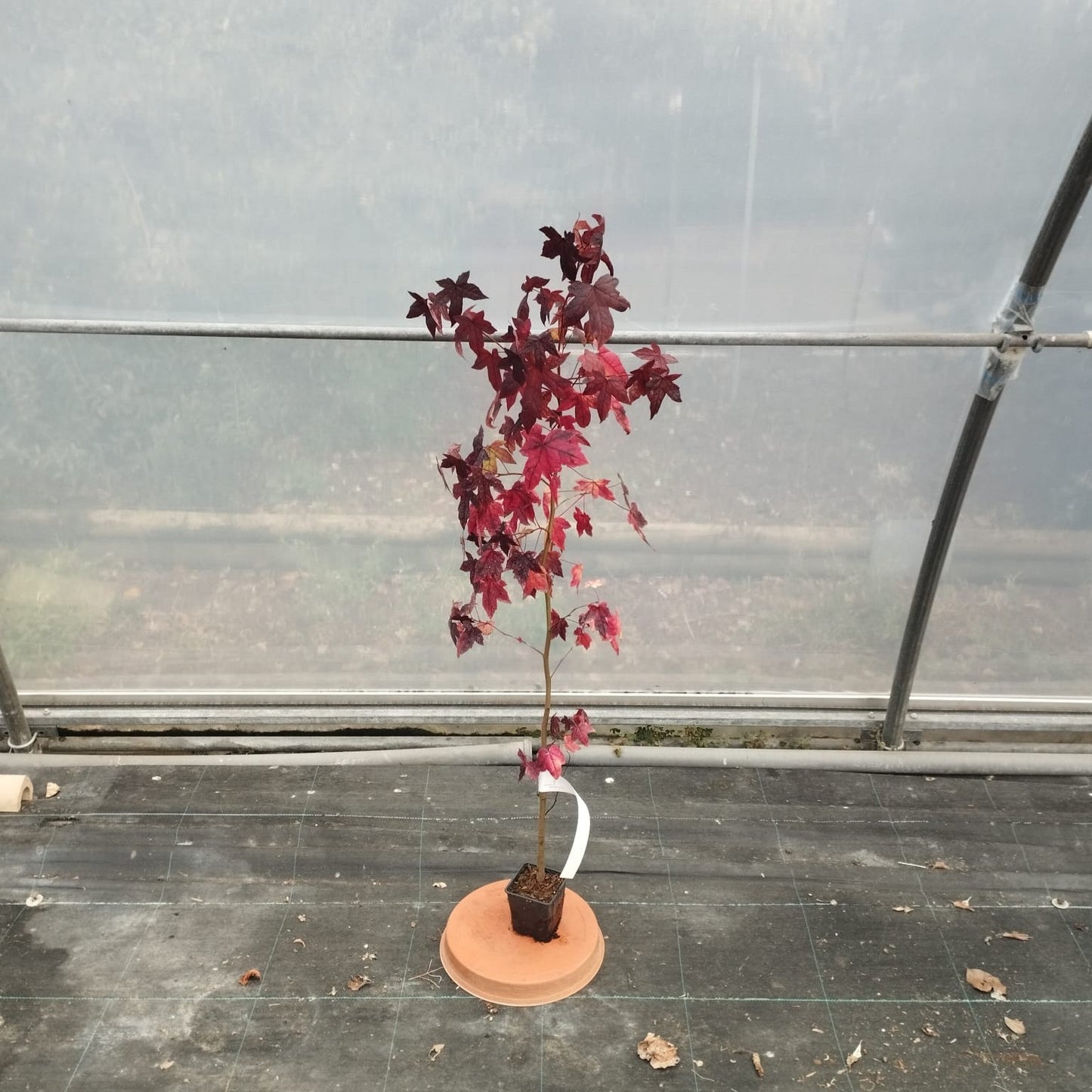 Amberbaum