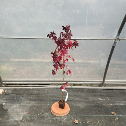Amberbaum