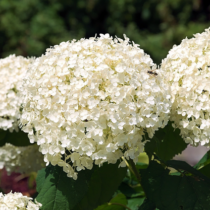 Hortensie