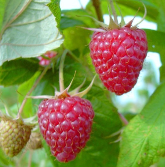 Himbeere