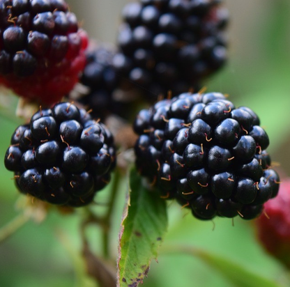 Brombeere