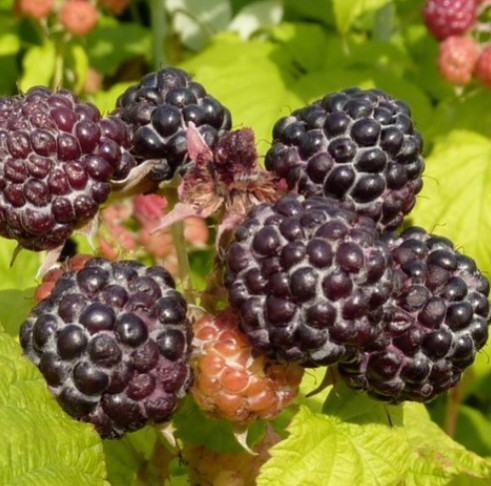Himbeere