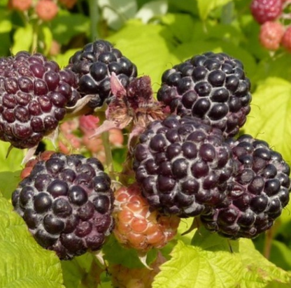 Himbeere