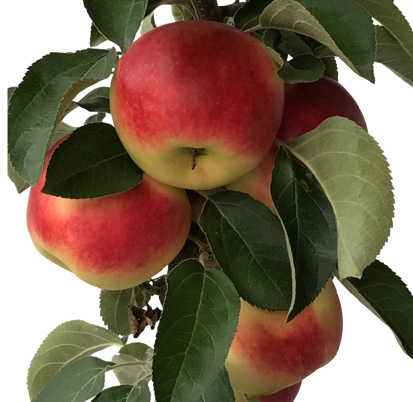 Säulenapfel