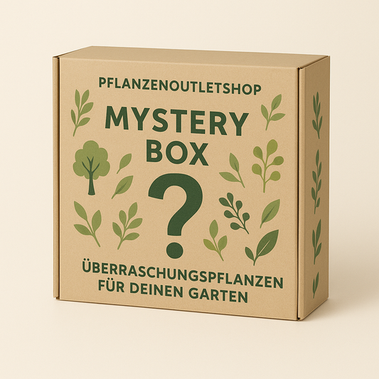 Mystery Box