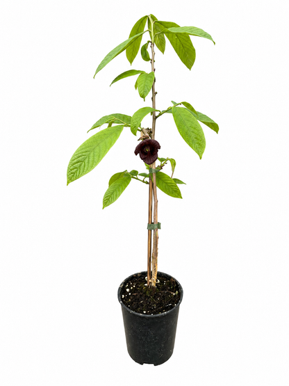 Indianerbanane - Paw Paw - Asimina triloba