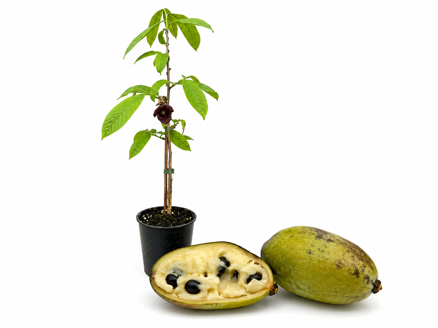 Indianerbanane - Paw Paw - Asimina triloba