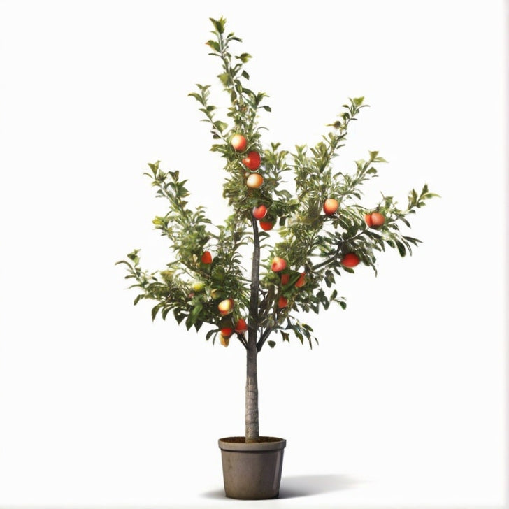 Apfelbaum