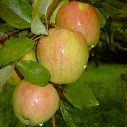 Apfelbaum