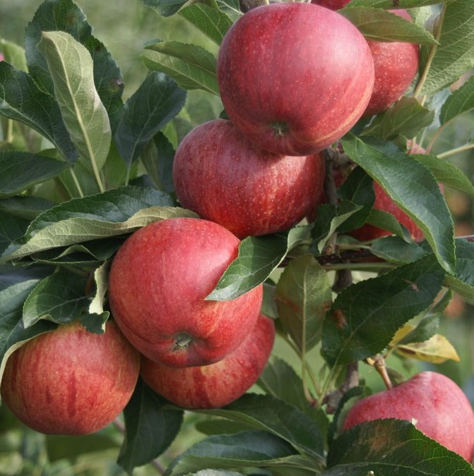 Apfelbaum
