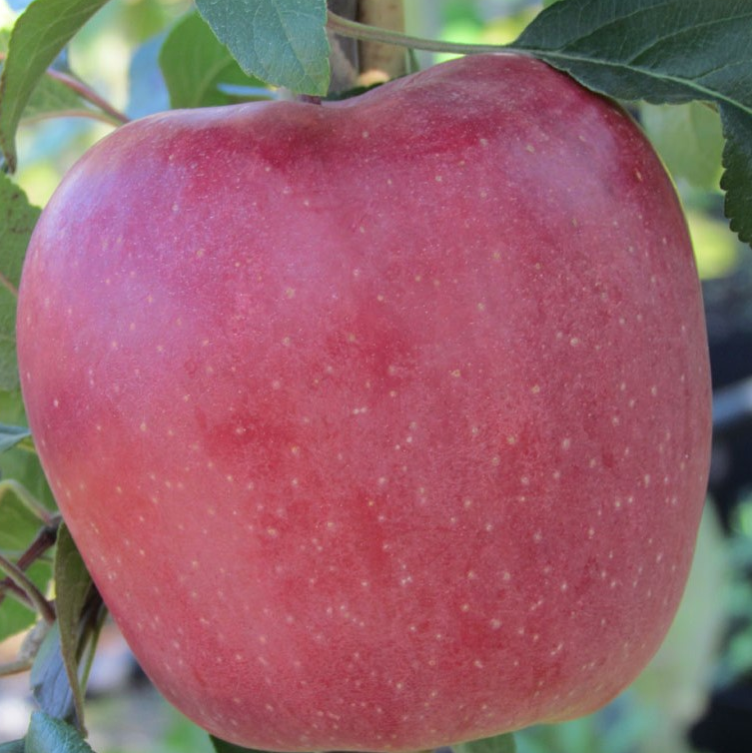 Apfelbaum