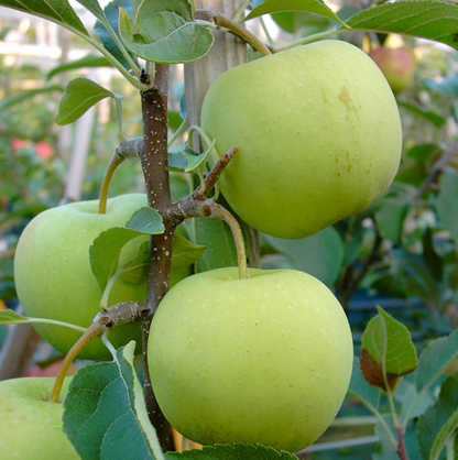 Apfelbaum