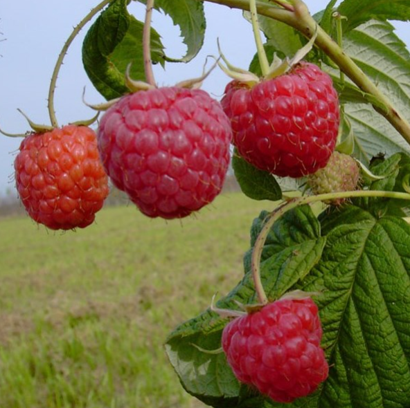 Himbeere