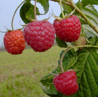 Himbeere