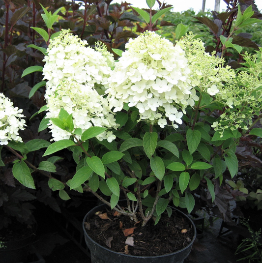 Hortensie