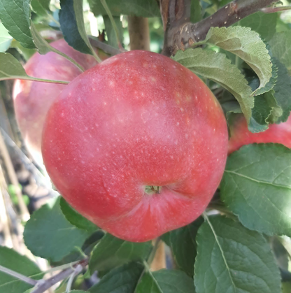 Apfelbaum