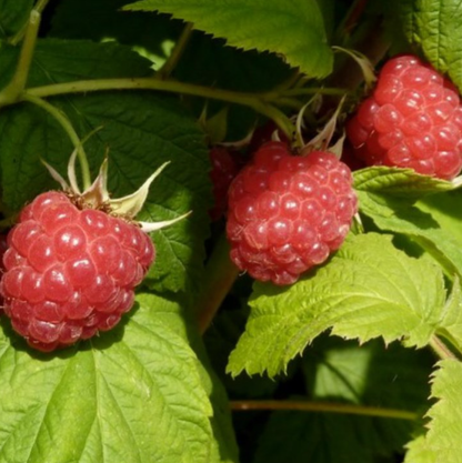 Himbeere