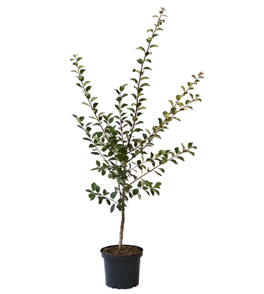 Mirabelle