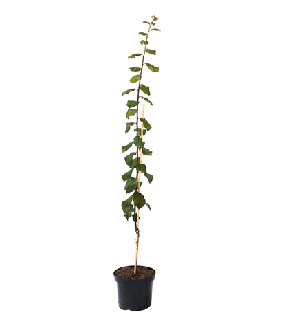 Säulenpflaume