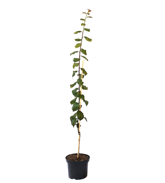 Säulenpflaume