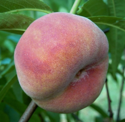Pfirsich