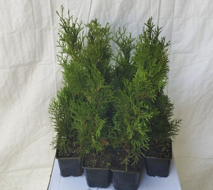 Lebensbaum Thuja Smaragd