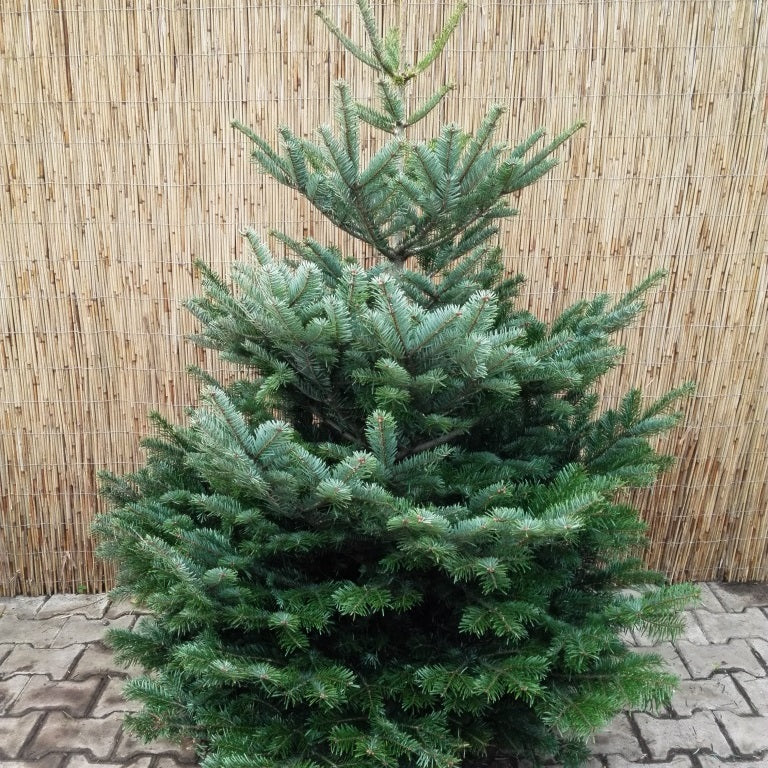 Weihnachtsbaum - Nordmanntanne